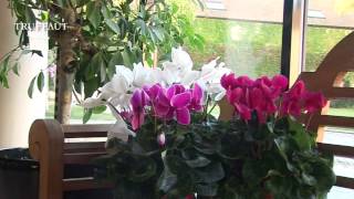 Lentretien du cyclamen dextérieur  Truffaut [upl. by Weatherby462]