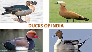 Ducks of India 🦆 🇮🇳  Birds  Indian Birds [upl. by Aztiray]