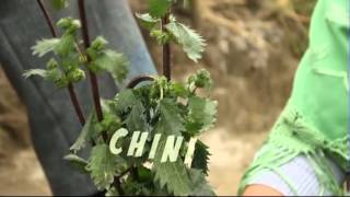 Marcela aprende Kichwa  Plantas medicinales [upl. by Rome]