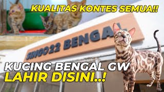 CATTERY KUCING BENGAL TERBESAR DI TRENGGALEK KUALITAS KONTES [upl. by Oidale]