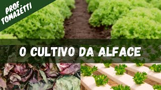 O cultivo da Alface  Olericultura [upl. by Esilanna]