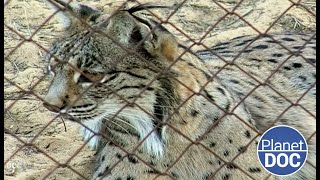 El lince ibérico y su lucha por la supervivencia te explicamos su día a día DOCUMENTAL COMPLETO [upl. by Eelloh]