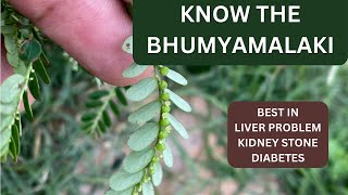 BHUMYAMALAKI  PHYLLANTHUS NIRURI  BEST DRUG IN LIVER PROBLEM liverdisease [upl. by Kenneth]