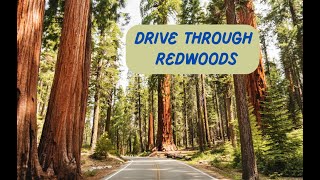 A Long Drive Through The Redwoods  Humboldt Redwoods state Park in California [upl. by Airotnes]