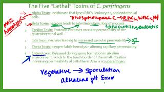 Clostridia perfringens [upl. by Thordia]