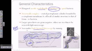 Spirochetes introductiion [upl. by Sedrul453]