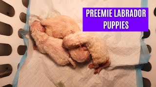 How to Care for Premature Puppies Part 1 [upl. by Colpin]