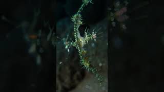 Juvenile ornate ghost pipefish tulamben bali scubadiving [upl. by Ymmas792]