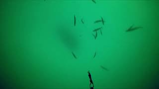 Mackrell Fishing From Below GoPro Footage 2024 [upl. by Refinaj716]