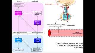 Specific Hormones  Functions of FSH and LH Gonadotropins [upl. by Ennoira137]