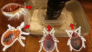 HOMEMADE DIY Bedbug Interceptor Trap  How To Trap Bedbugs Effectively [upl. by Eelydnarb908]