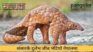 सालक  pangolin  world most endangered animal salak at bardiya rastriya nikunj nepal  A amp D nepal [upl. by Buschi]