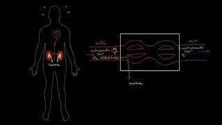 Anatomie et fonctionnement des reins [upl. by Assilev]