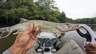 MultiSpecies Kayak Fishing on the Diascund Reservoir [upl. by Zoa573]