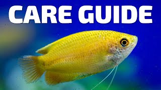 Care Guide for Honey Gourami  Aquarium CoOp [upl. by Anrim]