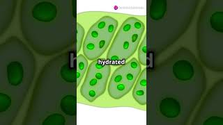 What is a Vacuole Explained biology facts cellbiology science highlights knowledge yt [upl. by Burwell]