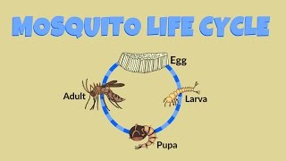 Mosquito Life Cycle  Life Cycle of a Mosquito [upl. by Kennie]