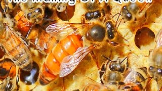 The Life Cycle of The Honey Bee Queen The Making of a Queen [upl. by Giff]