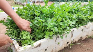 Growing celery from seed can be harvested multiple times [upl. by Yerd926]