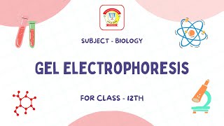 Gel Electrophoresis  Class 12 Biology  The Doon Grammar School [upl. by Geilich]