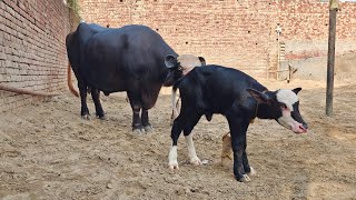 Two Buffaloes for Sale 2 ਮੱਝਾਂ ਵਿਕਾਊ [upl. by Eerized402]