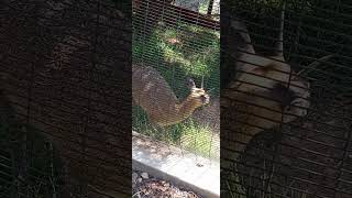 Klipspringer jumps on and off a rock at the Oakland Zoo [upl. by Anaeg]