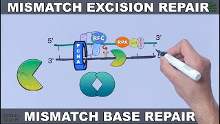 Mismatch Excision Repair in Eukaryotes [upl. by Atirehc]