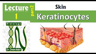 1b Histology of the epidermis part2Keratinocytes and epidermal layers Skin [upl. by Hniv916]