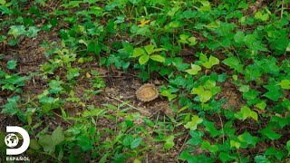 Conociendo más acerca de la tortuga espinosa  Dentro de Wild Frank  Discovery en español [upl. by Lehcir486]