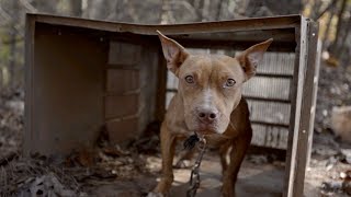 Dogs amp Puppies Rescued From Suspected AL Dogfighters [upl. by Hooge]