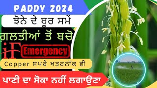 ਝੋਨੇ ਦੇ ਬੂਰ ਪੈਣ ਸਮੇਂ ਗ਼ਲਤੀਆਂ ਤੋਂ ਬੱਚੋ Paddy water management at flowering stage [upl. by Nawuq470]