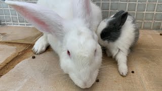 Rabbits eat and pooprabbitpetsupplies rabbit rabbitears bunny pets petrabbit cutecuteanimals [upl. by Ossy]