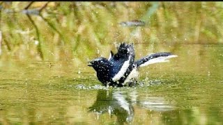 MENGINTIP BURUNG MANDI [upl. by Lednyc]