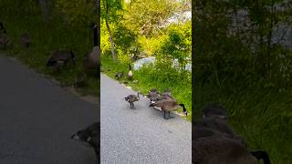 Geese families raising goslings together  Horizons視野  goose  wildlife  gosling  lake [upl. by Dine]