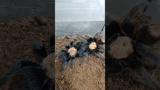 Brachypelma albiceps самка и самец Что будет дальше [upl. by Kozloski46]