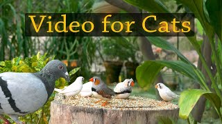 Tv For Cats  Birds Video For Cats to Watch amp Enjoy  4k UHD [upl. by Qiratla982]