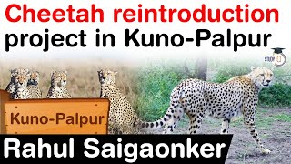 Cheetah reintroduction project in Kuno Palpur  Facts about Kuno Palpur Wildlife Sanctuary UPSC [upl. by Kirsti]