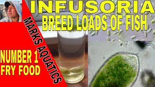 HOW TO CULTURE INFUSORIA FOR FISH FRY [upl. by Sredna412]