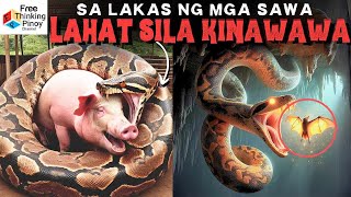 PAANO BA HUMULI NG PAGKAIN ang mga AHAS hOW Snakes Hunt their PREY [upl. by Fitting]