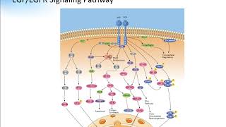 EGF EGFR Signaling Pathway Creative Diagnostics [upl. by Arihsaj473]