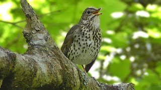 Song Thrush Bird Singing in May [upl. by Eneryt756]