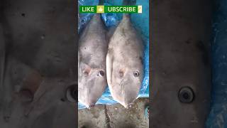 RAT Fish For lab tests viralvideo trending trendingshorts trend viralshorts viralreels [upl. by Ahsimik]