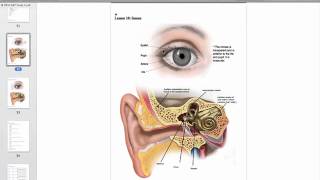 HESI A2 Anatomy and Physiology Study Guide  Free HESI A2 Practice Test [upl. by Williamson]