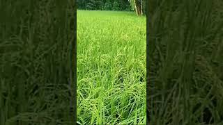 Field Image of High Yielding New Paddy Variety  quotSukumarquot KharifPaddyagriculture short [upl. by Aleta]