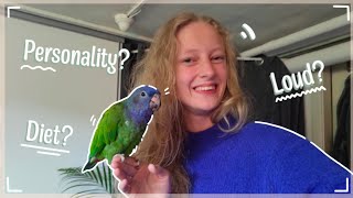 Is a Pionus for you Pionus parrot care guide and tips [upl. by Adalheid]