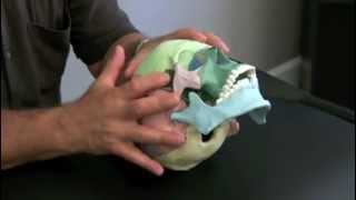 cranial osteopathy [upl. by Leith]