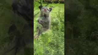 🦝🌟El Pequeño Superviviente del Bosque animales animals animalessueltos fauna curiosidades [upl. by Nilok]