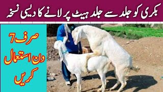 How To Bring Goat in Heat Faster  bakri ko jaldi heat mn lane ka formula  goatfarming [upl. by Zia344]