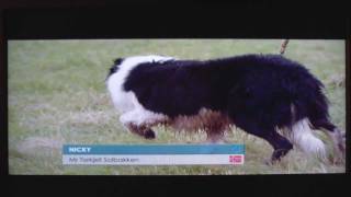 Torkjel Solbakken with Nicky at World Sheepdog Trials 2011 [upl. by Adlesirk]