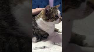 How To Apply An Ear Medication To A Cat [upl. by Dixie]